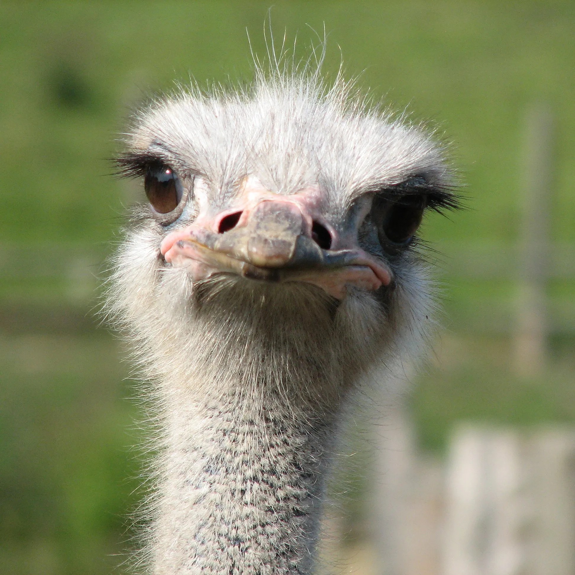 Ostrich Facts Ostriches African Animals