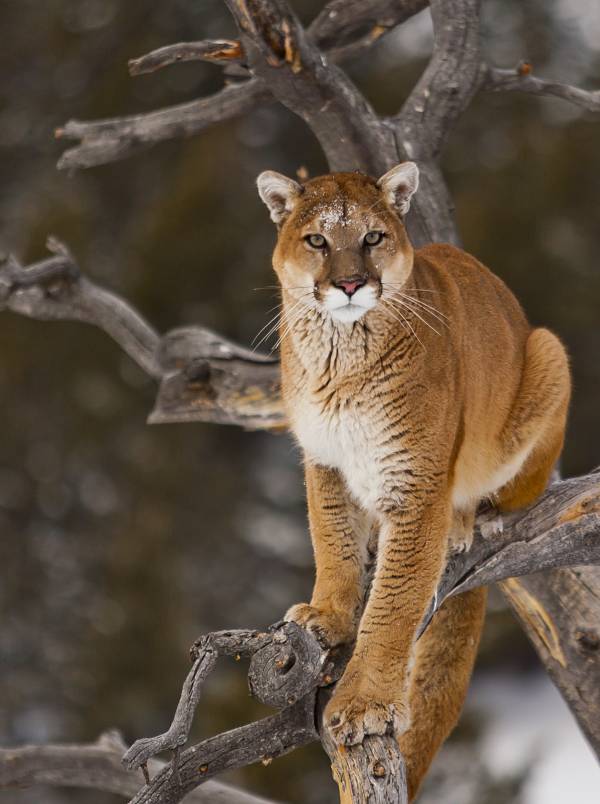 Cougar Facts - Animal Facts Encyclopedia