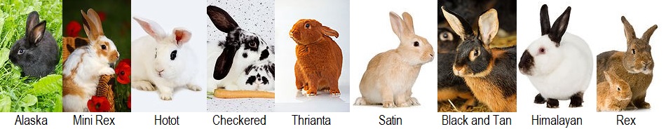 Rabbit Facts Animal Facts Encyclopedia
