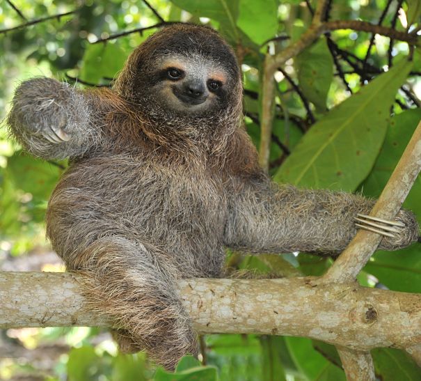 Sloth Facts Animal Facts Encyclopedia