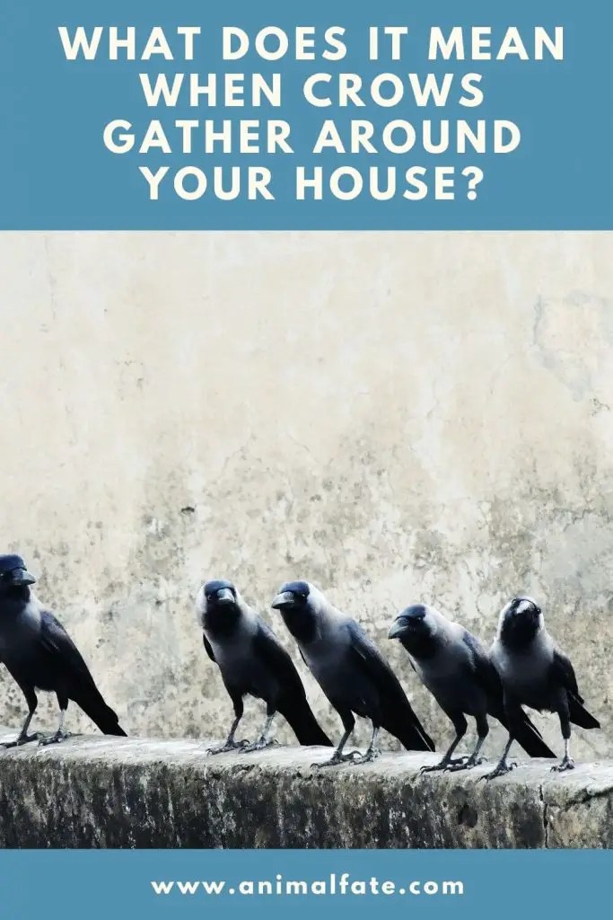 What Does It Mean When Crows Gather Around Your House? AnimalFate