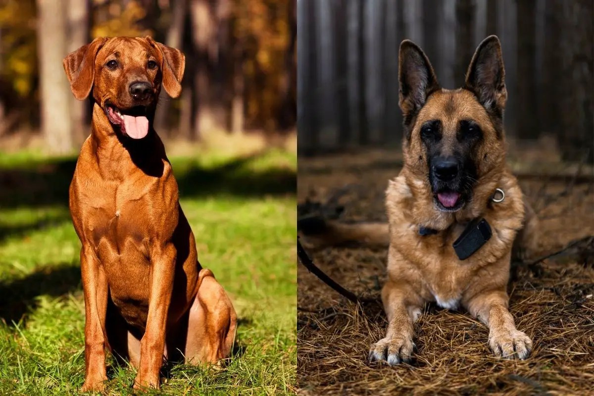 The Rhodesian Ridgeback German Shepherd Mix (Best Guide) AnimalFate