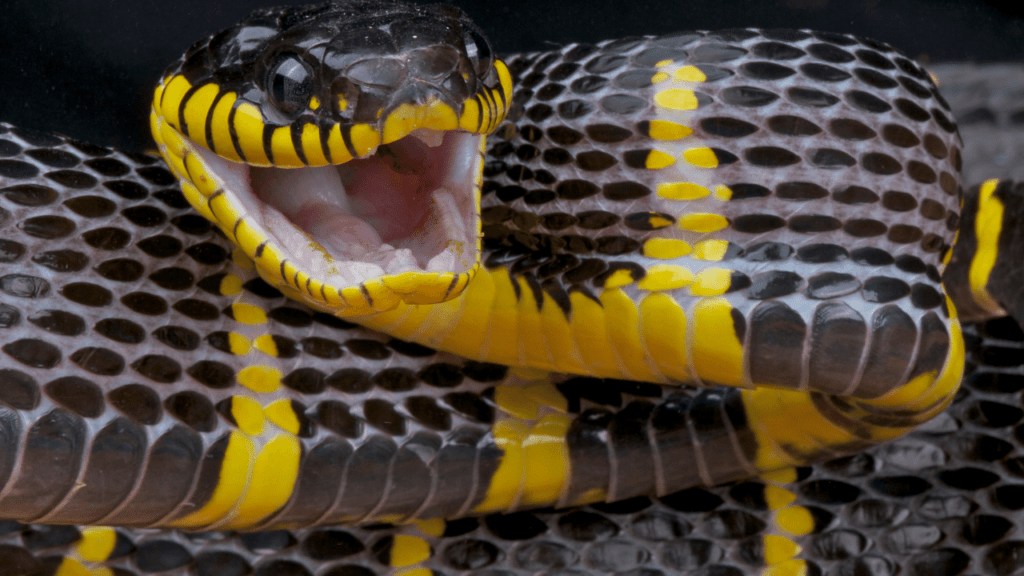 Why Do Snakes Bite Themselves? 4 Reasons!