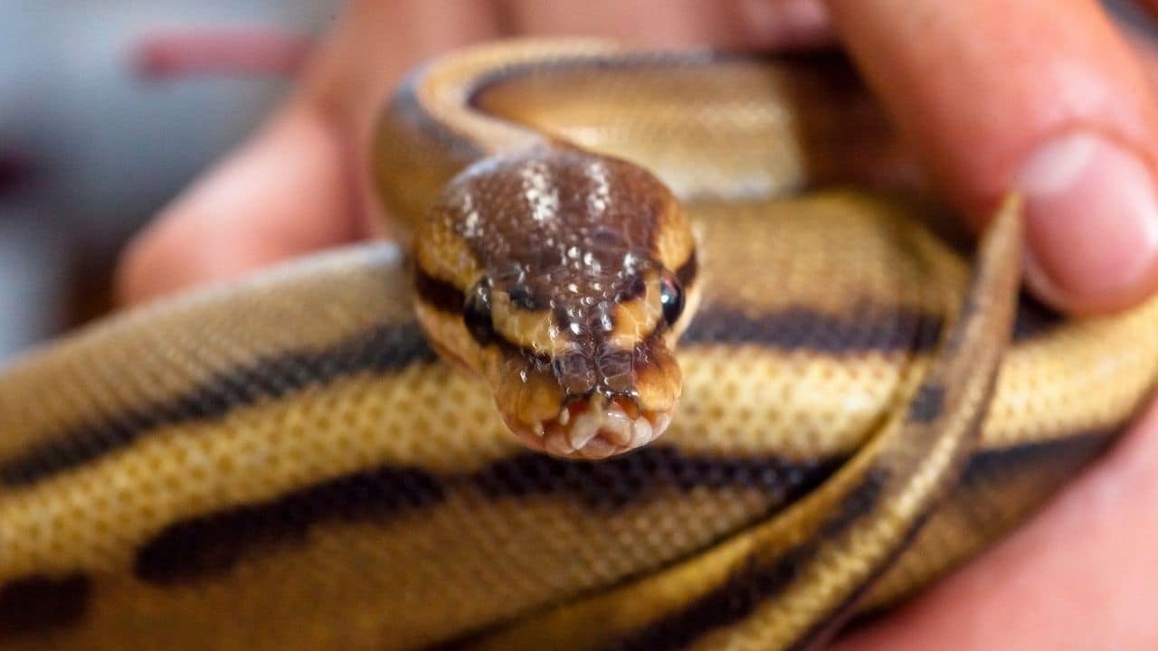 How To Snakes Pee at Maragaret Buehler blog
