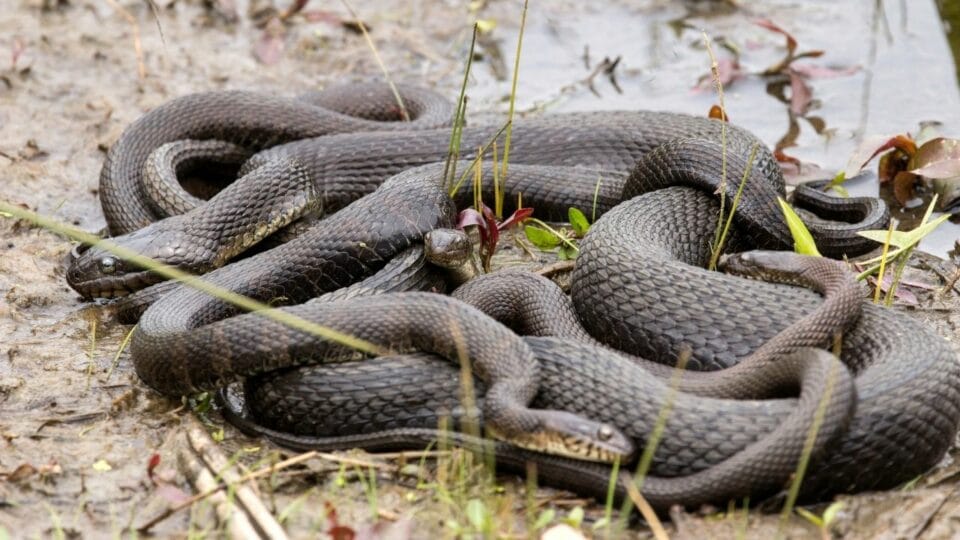 How Often Do Snakes Shed? Let Me See...