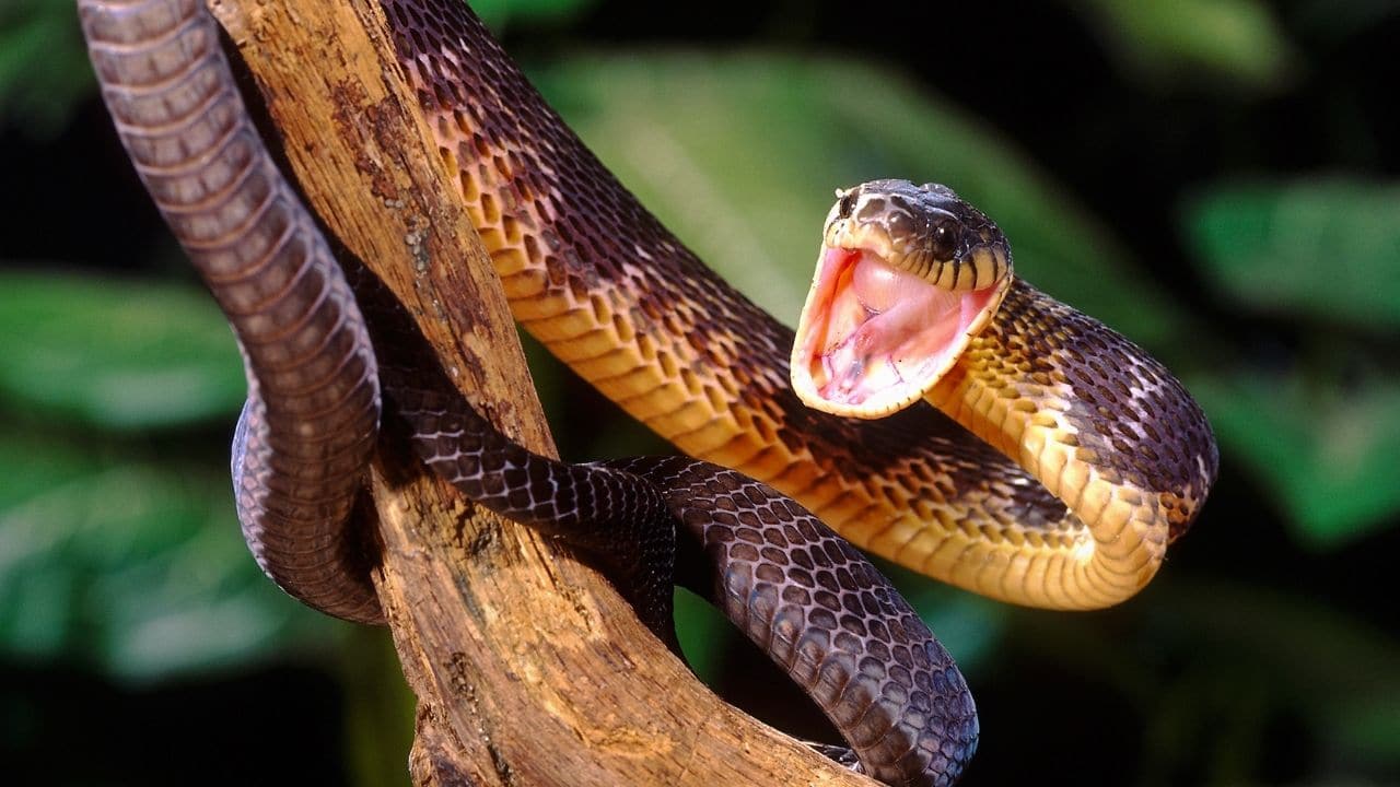 What Animals Eat Robins? Let's See!