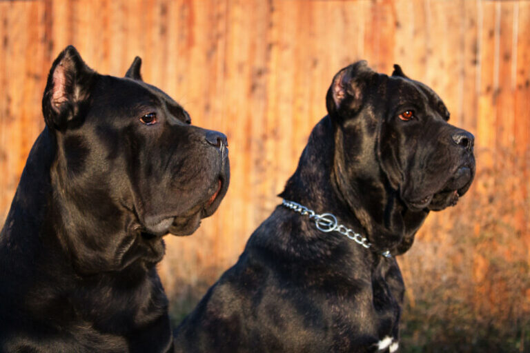 Cane Corso Ein liebenswerter Beschützer