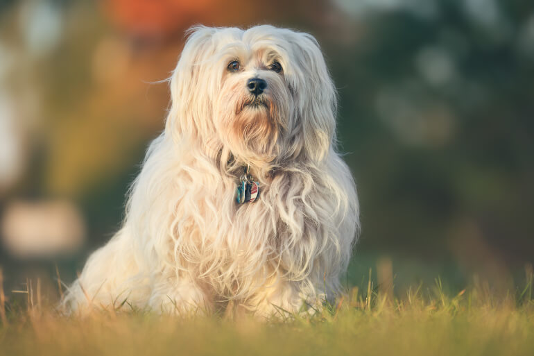 Havaneser Der optimale Einsteigerhund