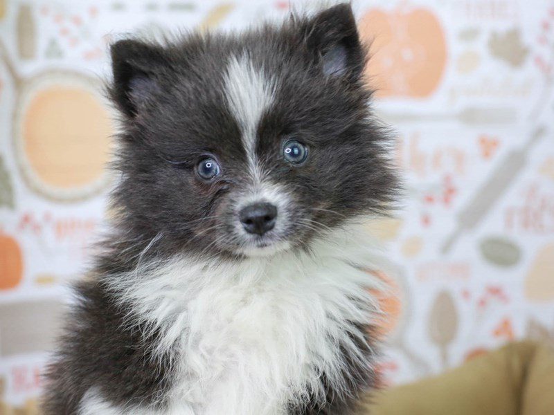 How Much Is A Blue Pomeranian