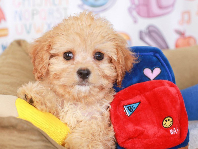 CavachonDOGMaleAPCT3250321Animal Kingdom Puppies N Love