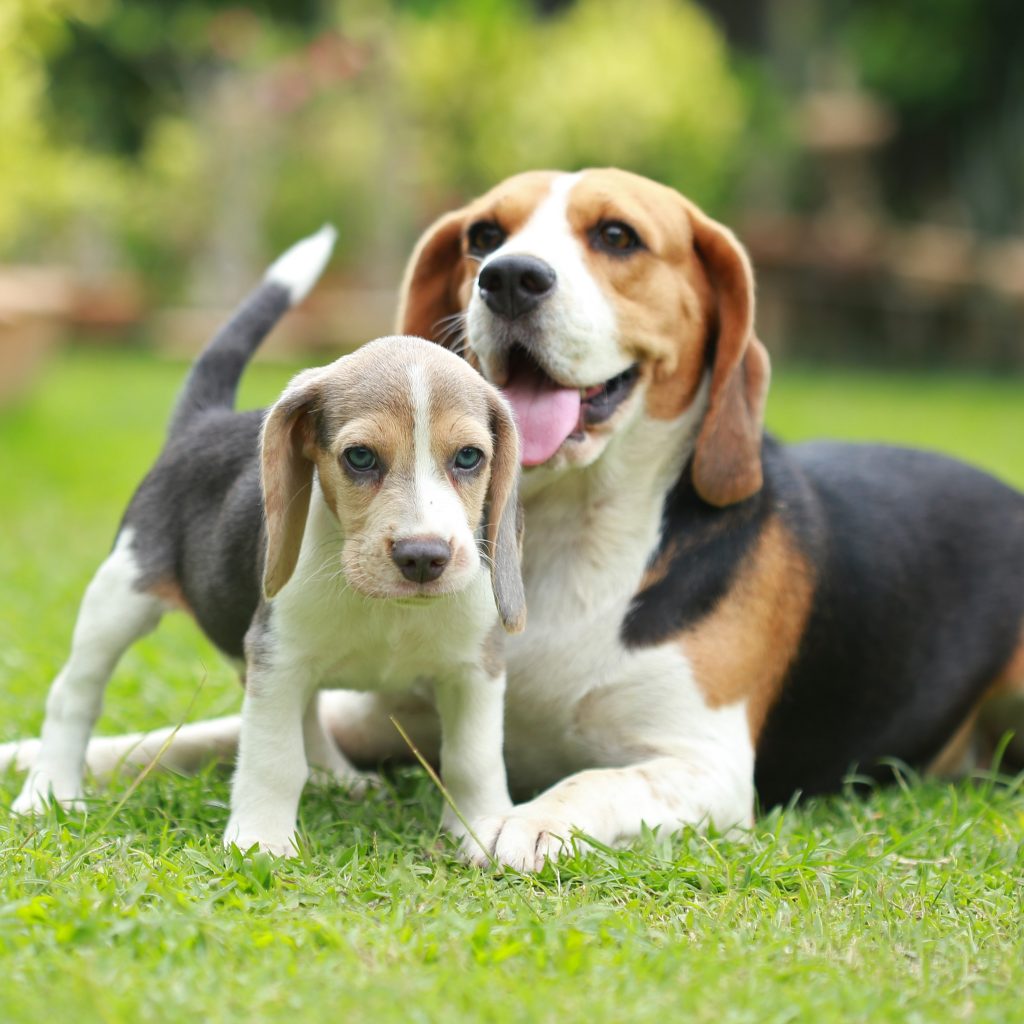 Beagle Puppies For Sale Available in Phoenix & Tucson, AZ