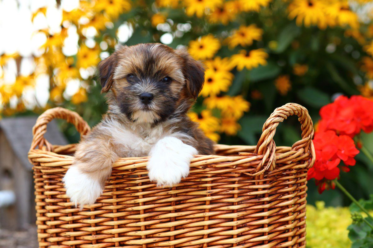 Shorkie Puppies for Sale Available in Phoenix & Tucson AZ
