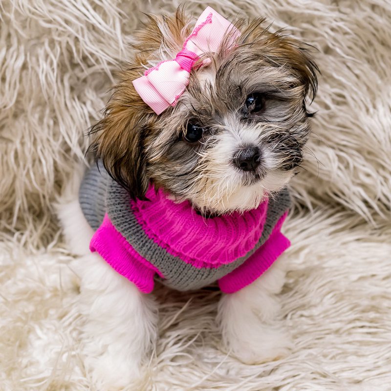 Puppy Breeds for Sale Animal Kingdom Puppies N Love