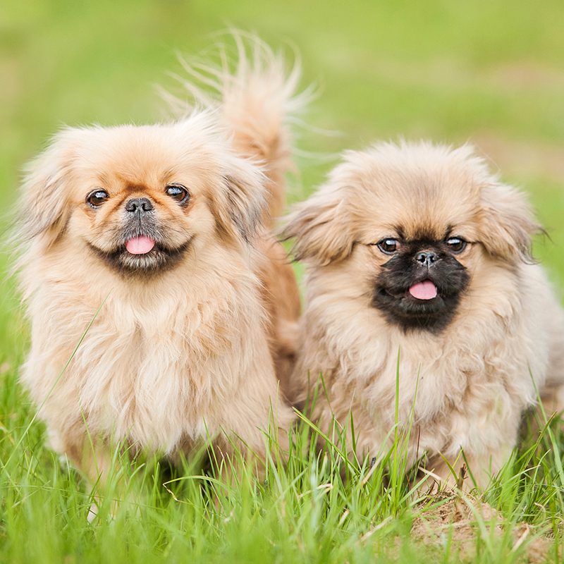 Puppy Breeds for Sale Animal Kingdom Puppies N Love