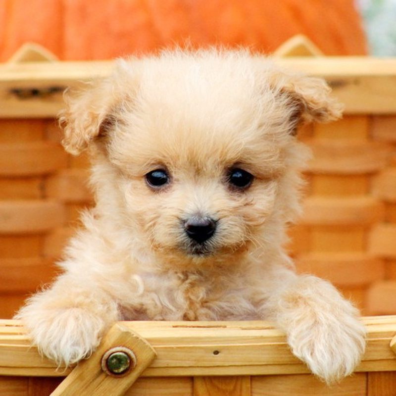Puppy Breeds for Sale Animal Kingdom Puppies N Love