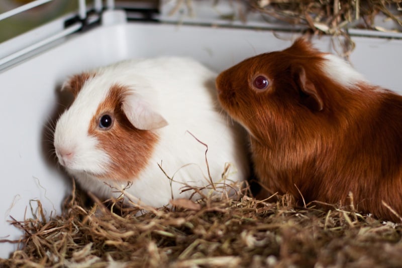 How to Make Your Guinea Pigs Like You 6 Simple Tips & Helpful Advice