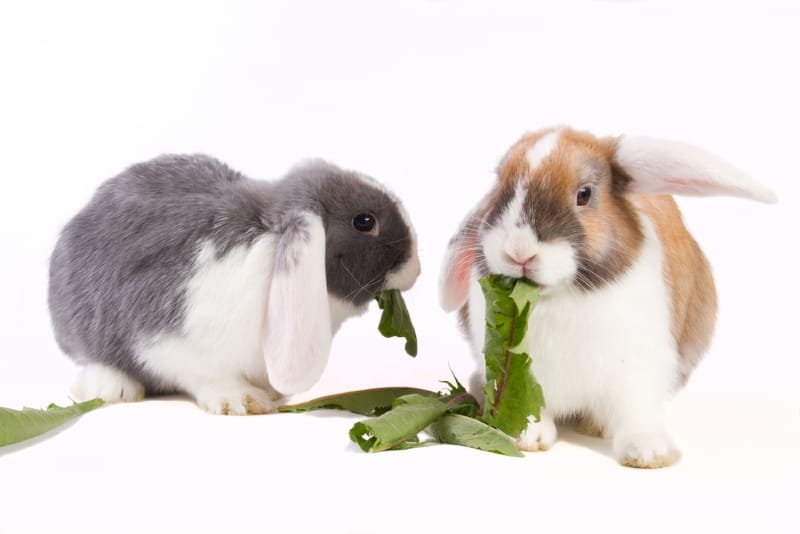 10 Friendliest Rabbit Breeds The Most Affectionate, Cuddly & Gentle Breeds