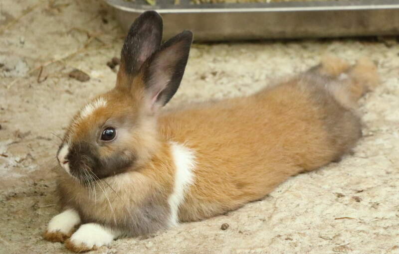 10 Friendliest Rabbit Breeds The Most Affectionate, Cuddly & Gentle Breeds
