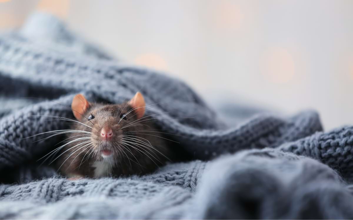 Do Rats Need Baths? When & How to Bathe Rats Animallama
