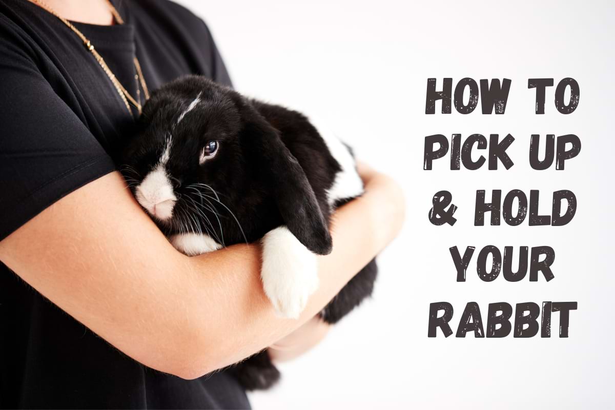 How to Pick Up & Hold Your Rabbit Properly Animallama