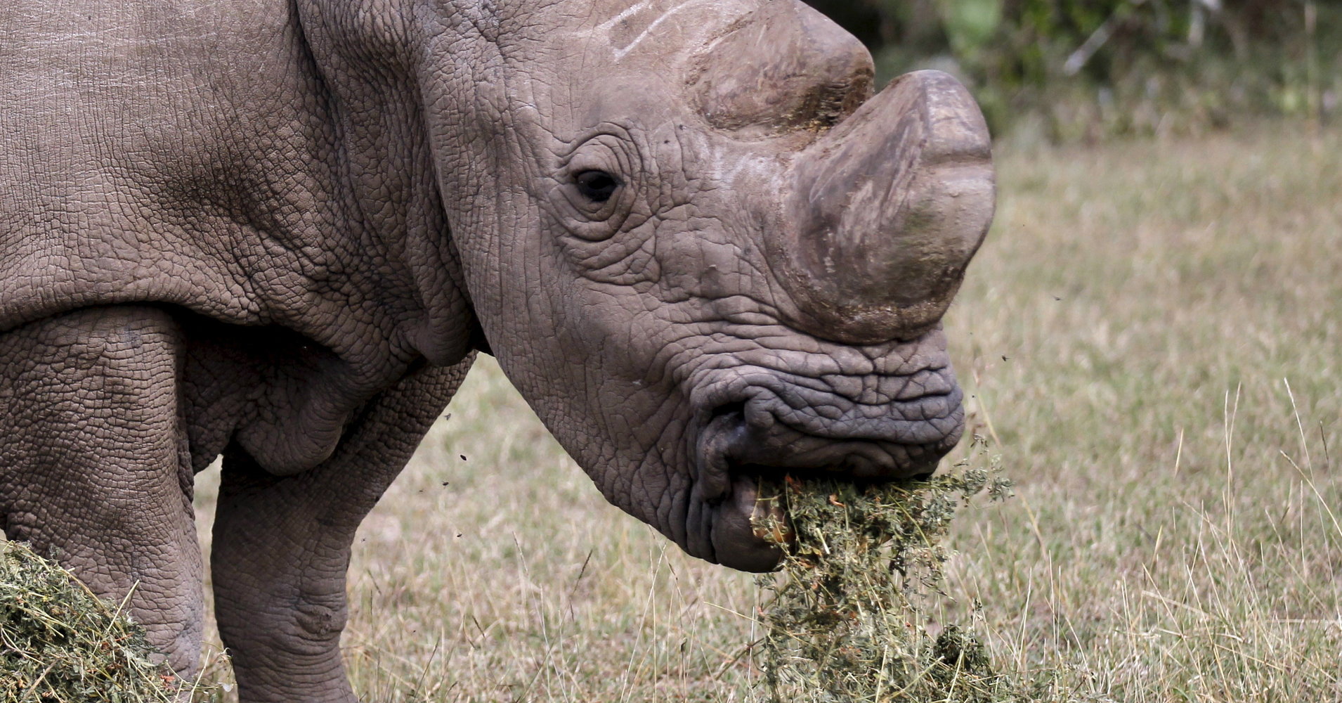 Does Goodbye to the Last Male Northern White Rhinoceros