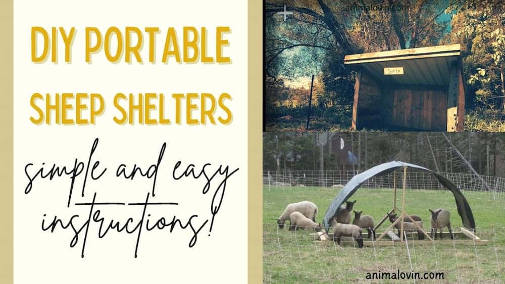 15 Super Cool DIY Mobile Sheep Shelter Ideas ( With Pictures!!)