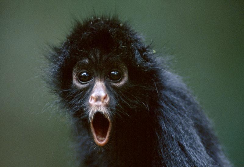 Black Animals Animals Zone