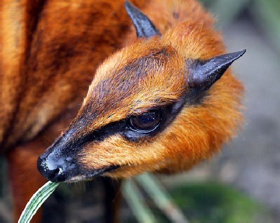 72 Most Weird Animals In The World Fact Animal