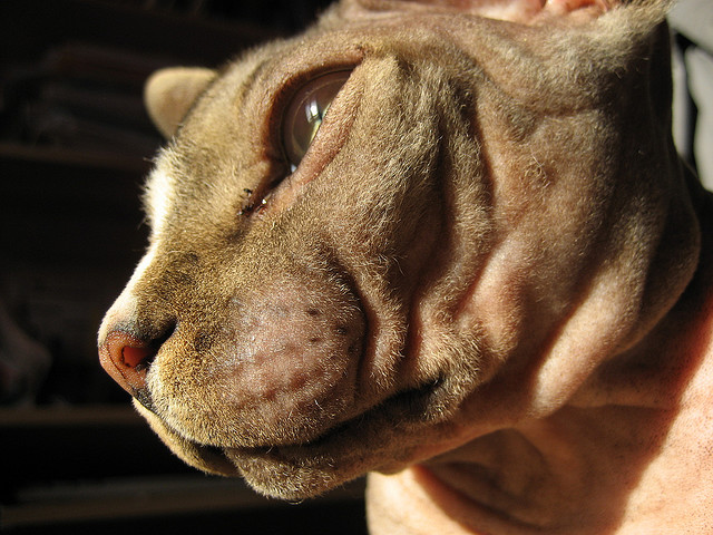 Cat without hair a special sighting Animals Zone