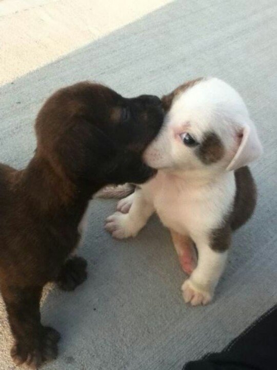 17 Photos of Adorable Animals Kissing Animals Zone
