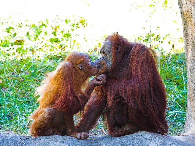17 Photos of Adorable Animals Kissing Animals Zone
