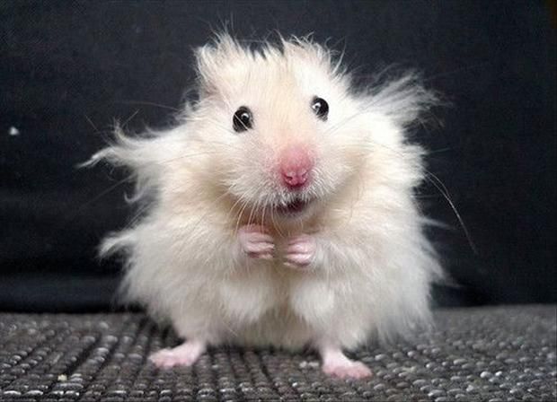 Hilarious Facial Expressions of Animals Animals Zone
