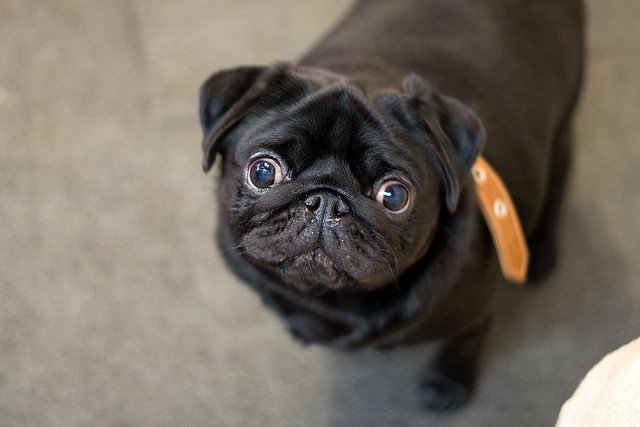 Top 8 Small & Tiny Dog BreedsTop 8 Small & Tiny Dog Breeds Animals Zone