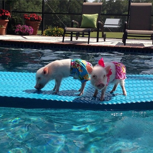 Priscilla The Most Stylish Mini Pig on Instagram Animals Zone