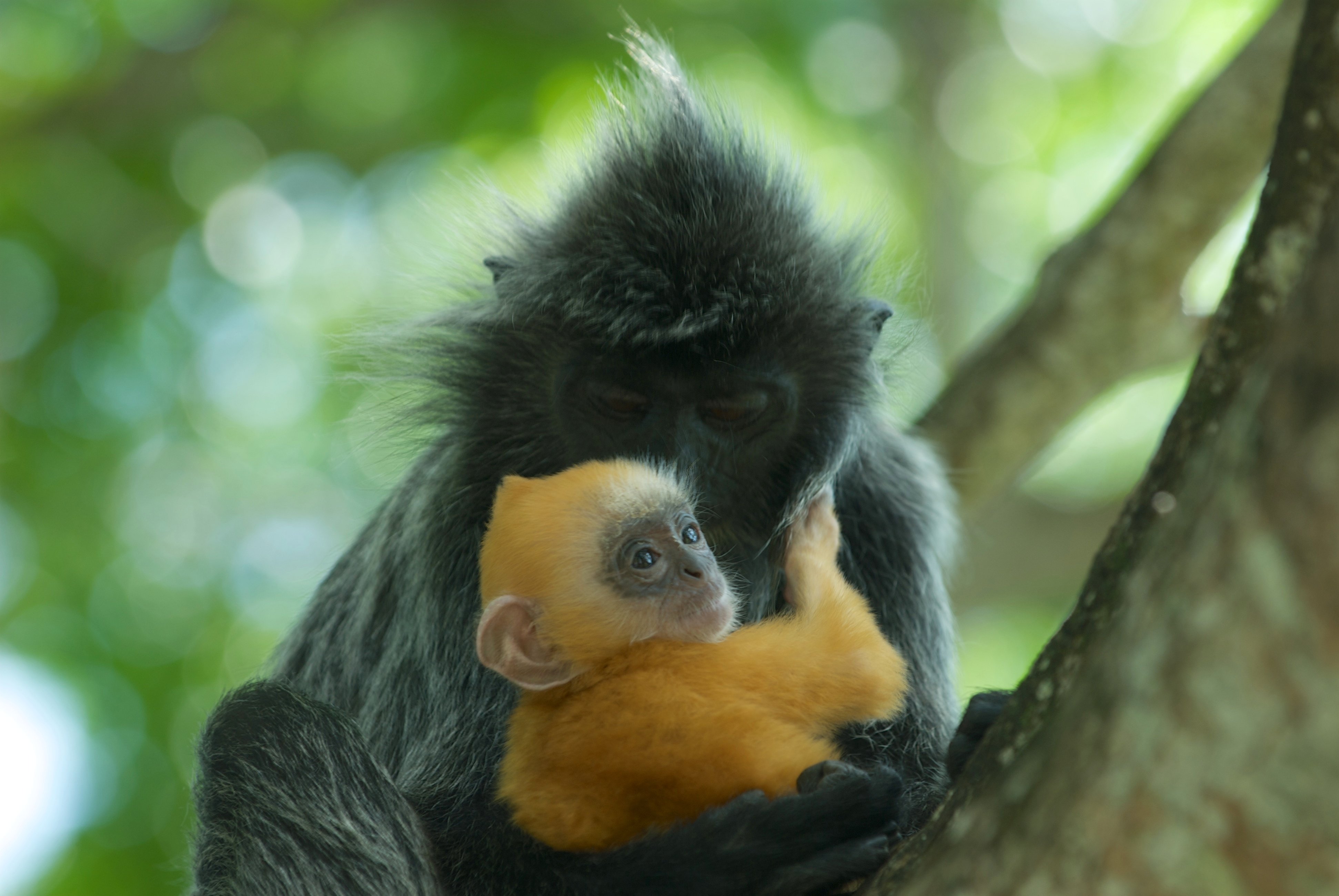 9 Baby Animals Who Look Nothing Like Their Parents Animals Zone