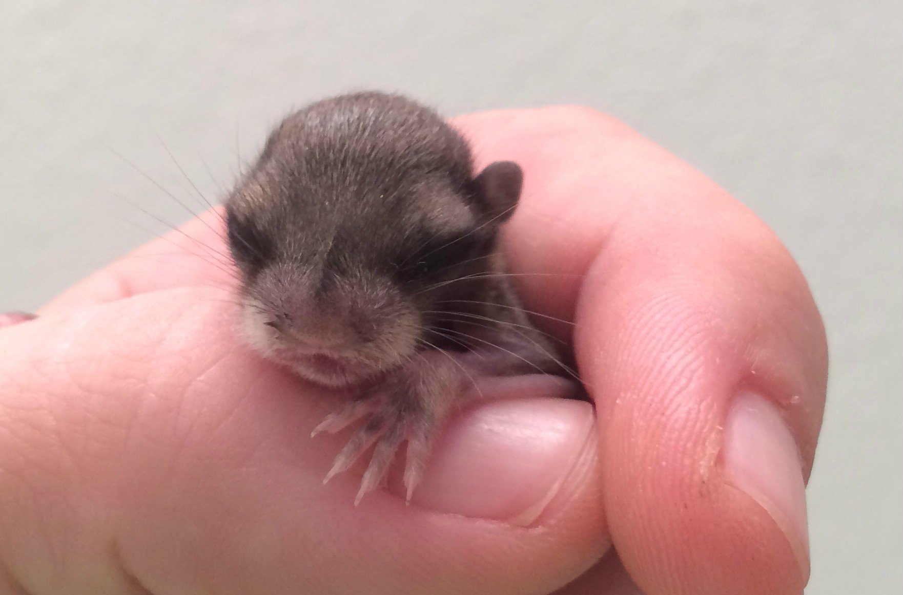 Meet Biscuits, a Newborn Flying Squirrel rescued from the searing