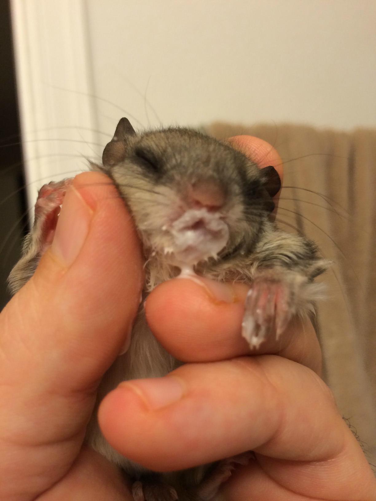 Meet Biscuits, a Newborn Flying Squirrel rescued from the searing
