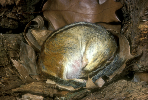 Hibernating Chipmunk (Tamais striatus) by Animals Animals