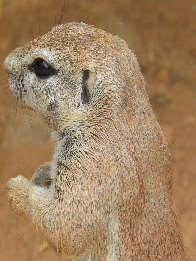 Animals that Start with X Animals Around The Globe