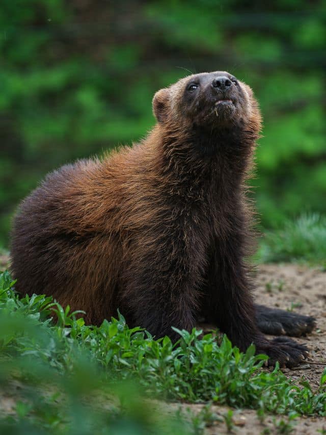 wolverine Animals Around The Globe