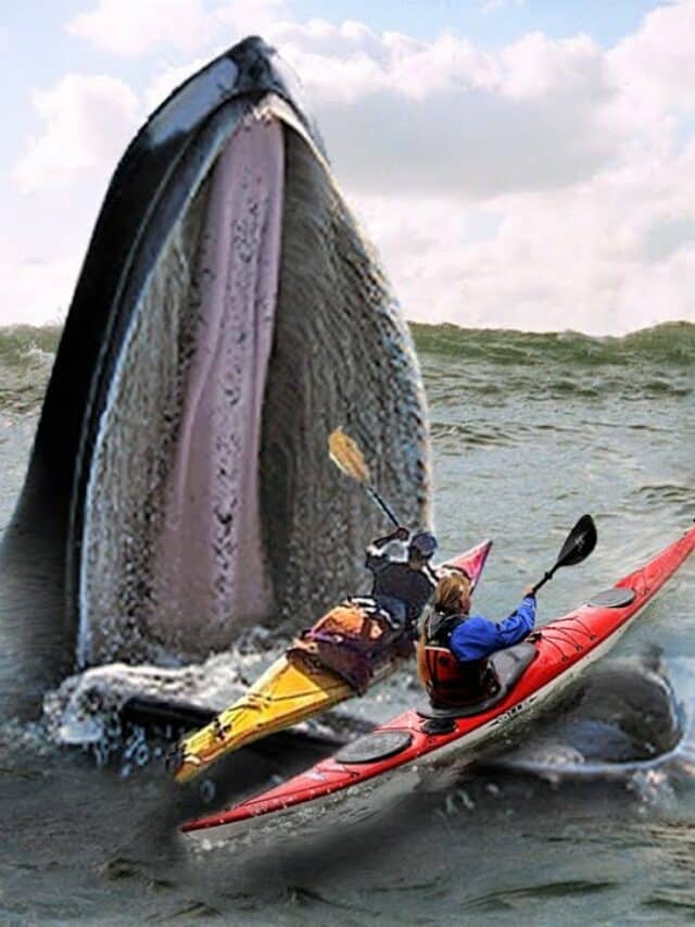 Whale Swallows Two Kayakers off California Coast Animals Around The Globe