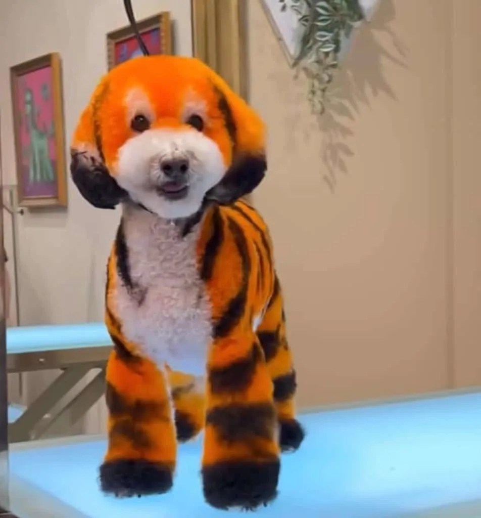 Dog Groomer Transforms Canines into Colourful Creatures