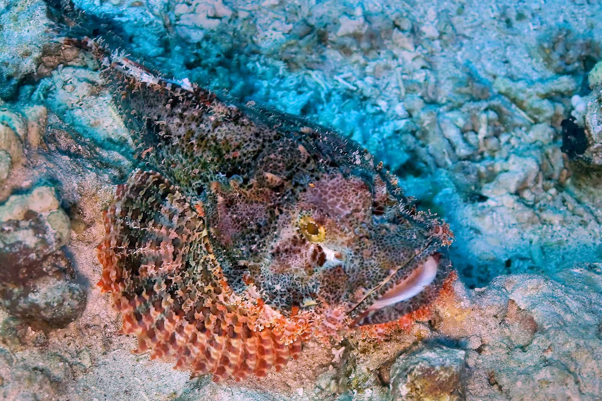 The Most Venomous Marine Animal The Deadly Stonefish