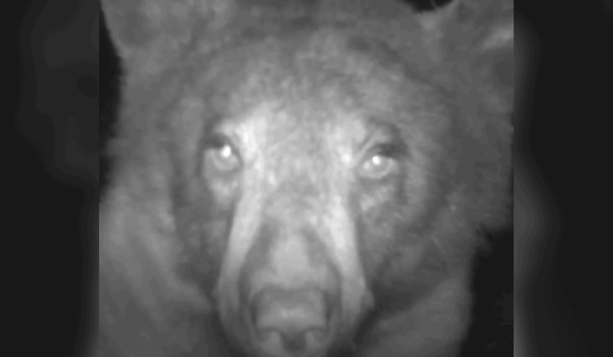 Colorado Black Bear Snaps Over 400 Selfies On Trail Cam Animals