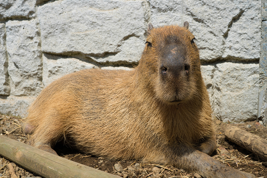 A Guide To Capybaras Everything You Need To Know vrogue.co