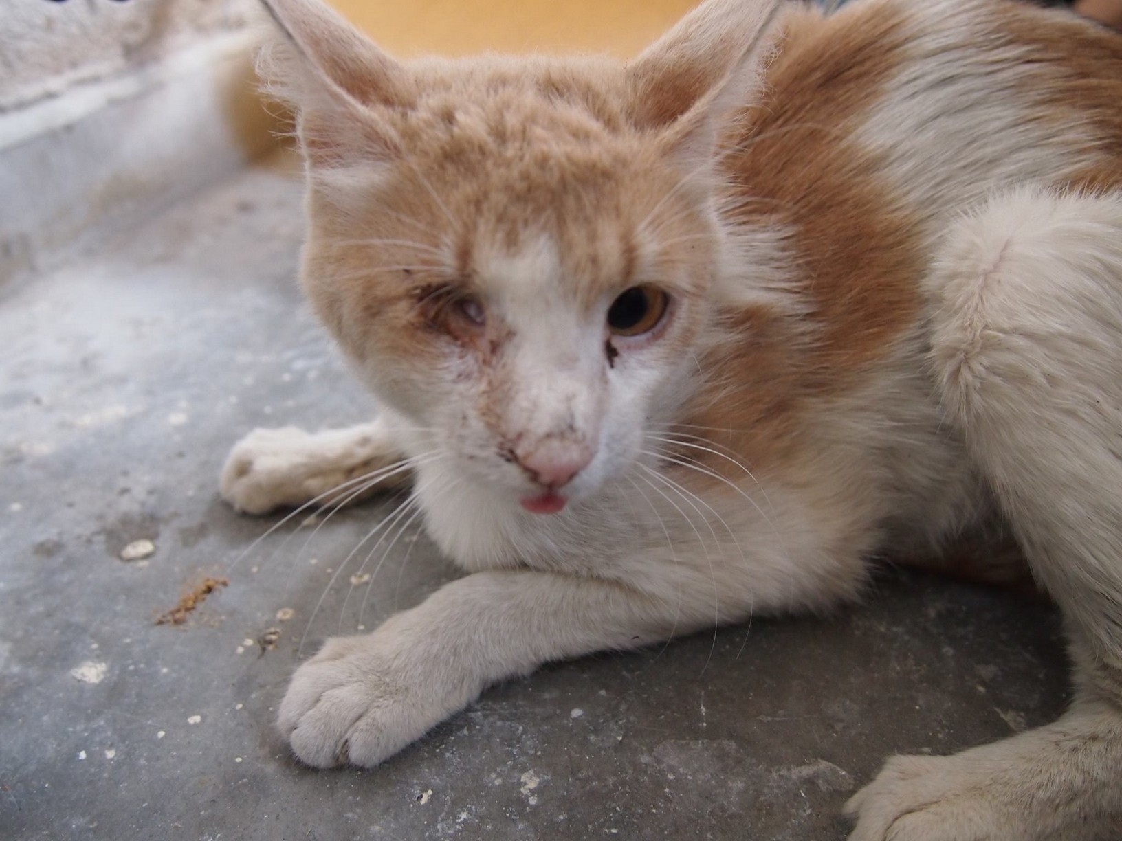 3 NotfallKatzen alle Probleme mit den Augen Animals Need Us Schweiz