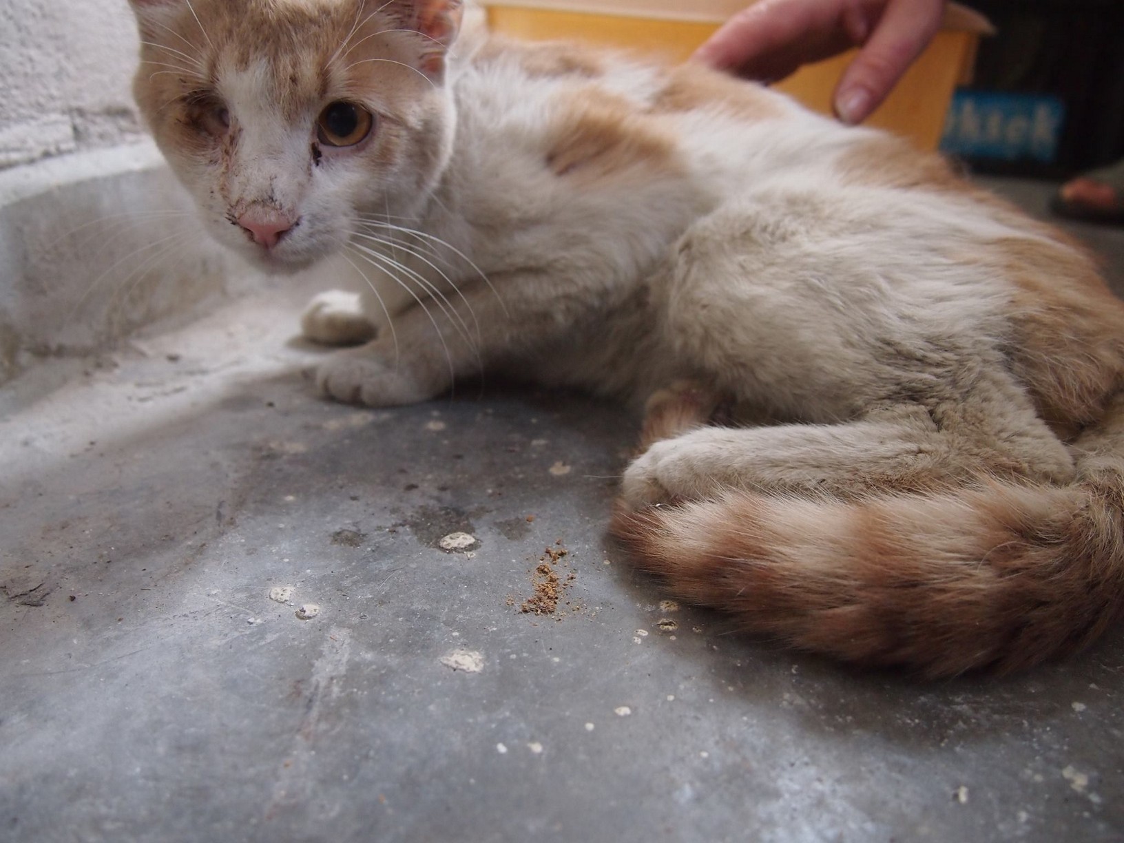 3 NotfallKatzen alle Probleme mit den Augen Animals Need Us Schweiz