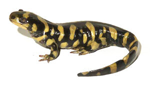 Tiger Salamander - Facts, Description, Habitat, Life Span And Pictures