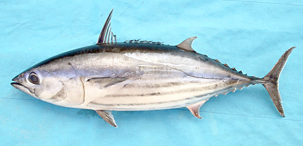 Skipjack Tuna