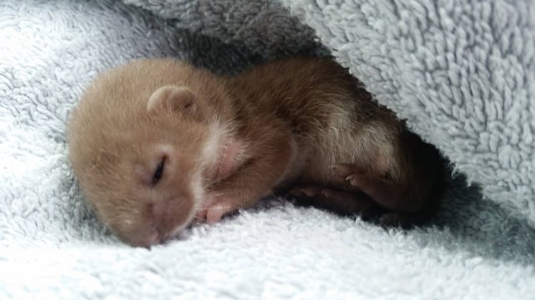 Stoat